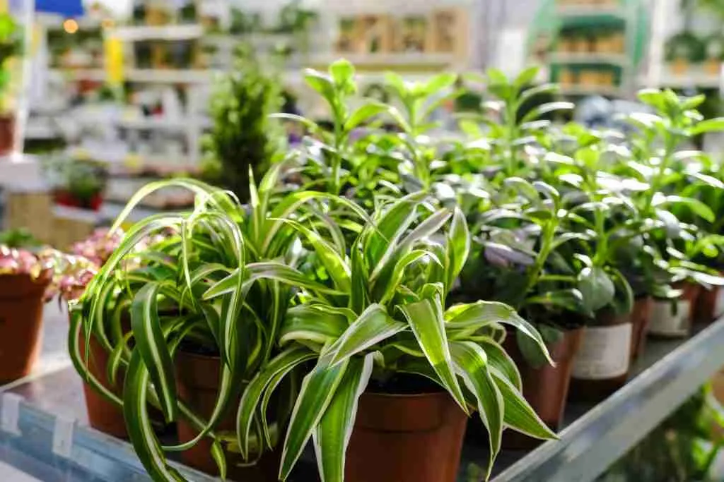 row-potted-chlorophytum-comosum-plant