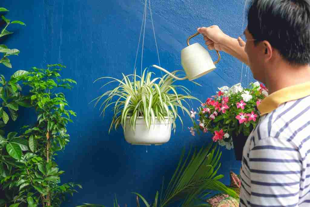 taking-care-chlorophytum-comosum-spider-plant