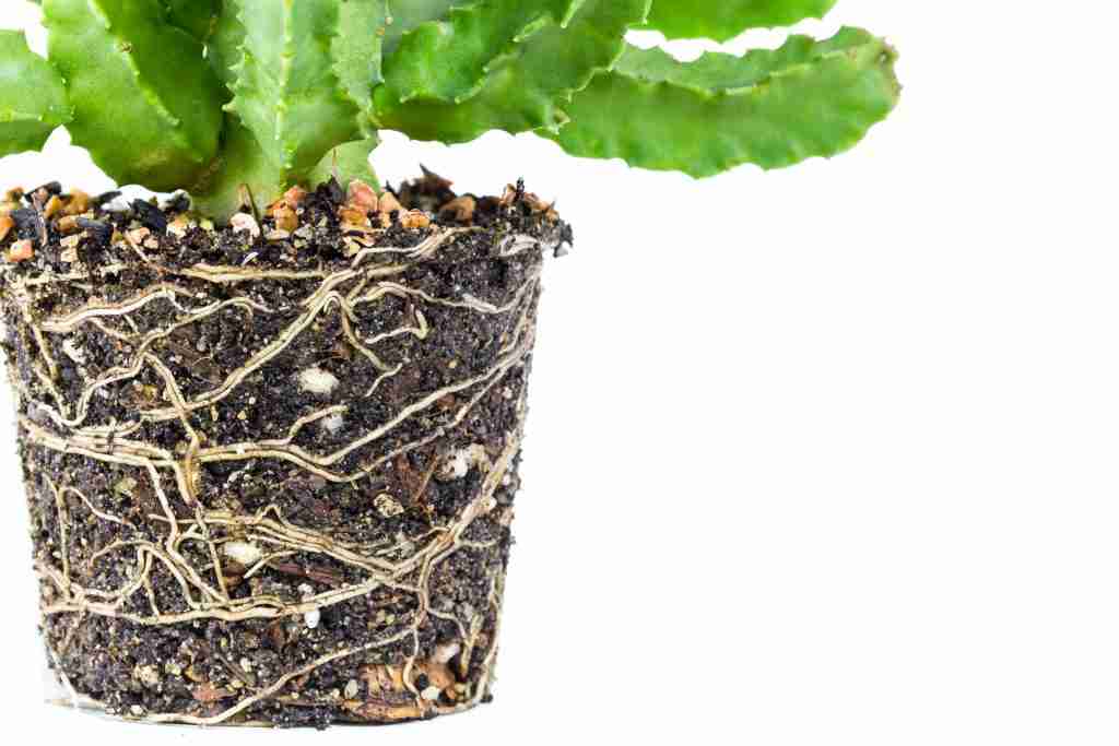 Best soil store for cactus