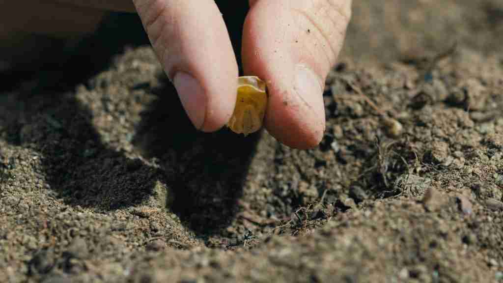 Potting Soil Vs Potting Mix Vs Topsoil Potting Soil